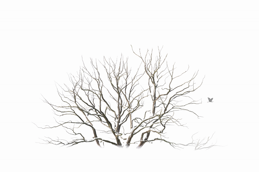 Ewa Przeździecka, Ewa Przezdziecka photography, wildlife photographer, photography