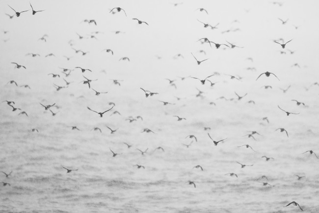 Ewa Przeździecka, Ewa Przezdziecka photography, wildlife photographer, photography