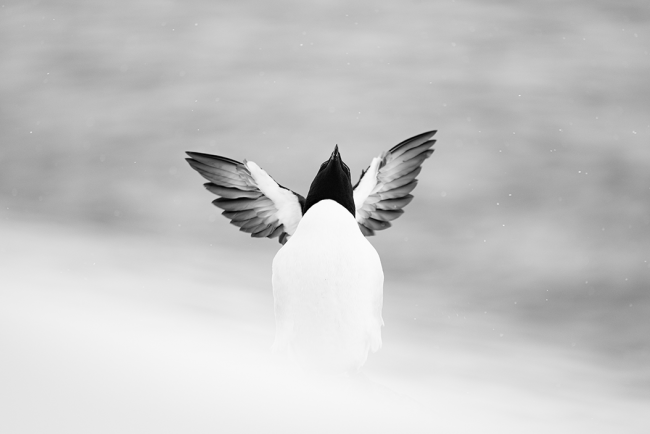 Ewa Przeździecka, Ewa Przezdziecka photography, wildlife photographer, photography