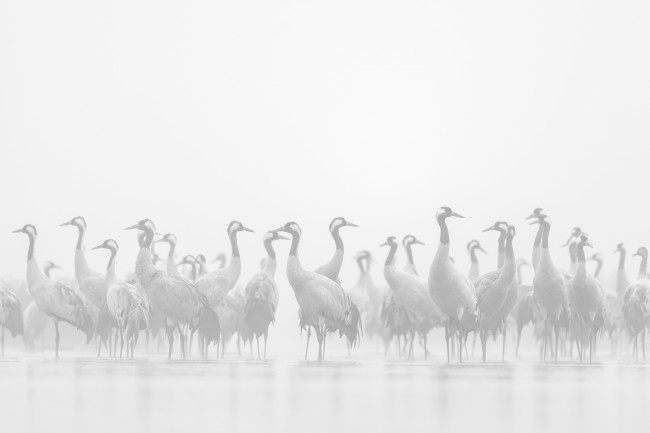 Ewa Przeździecka, Ewa Przezdziecka photography, wildlife photographer, photography