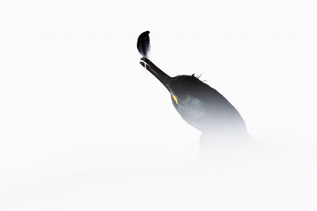 Ewa Przeździecka, Ewa Przezdziecka photography, wildlife photographer, photography