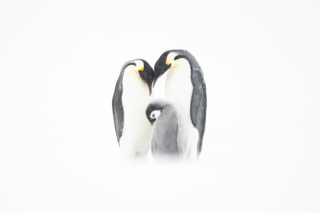 Ewa Przeździecka, Ewa Przezdziecka photography, wildlife photographer, photography