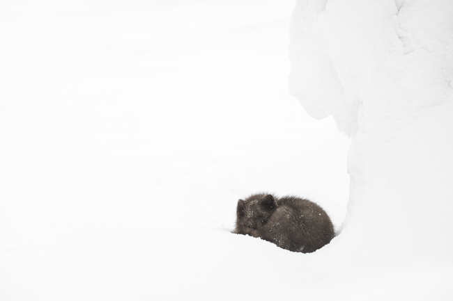 Ewa Przeździecka, Ewa Przezdziecka photography, wildlife photographer, photography